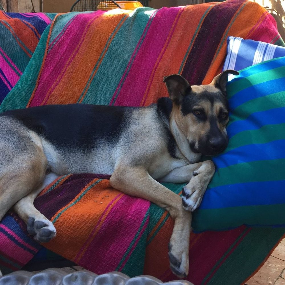 Meet your Posher, Dana